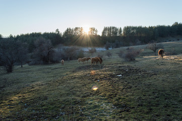 Winter sunset, Horses