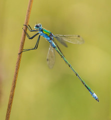 Emerald Damselfly Holding a Pond Reed 2
