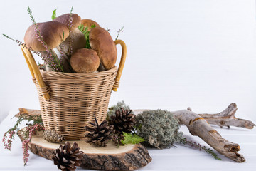 Fresh mushrooms in basket, boletus harvested in  the forest on dark wooden background.
