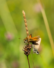 Female and Male Small Skipper Butterflies Mating