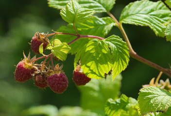 Himbeerstrauch