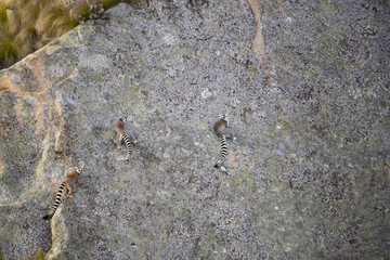 Kattas erklettern einen Felswand