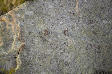 Kattas erklettern einen Felswand