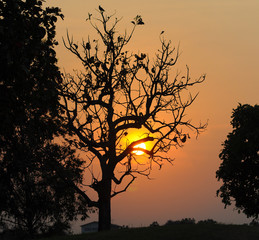 Silhouette of dead tree in twilight time