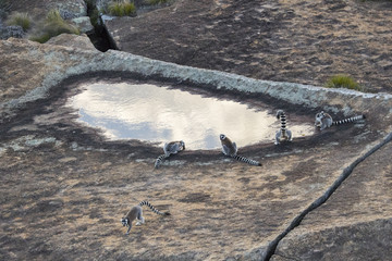 Kattas trinken aus einem Wasserloch