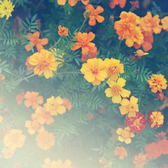 Beautiful marigolds in garden  (Tagetes erecta, Mexican marigold, Aztec marigold, African marigold)