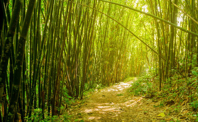 Fototapeta na wymiar Bamboo garden
