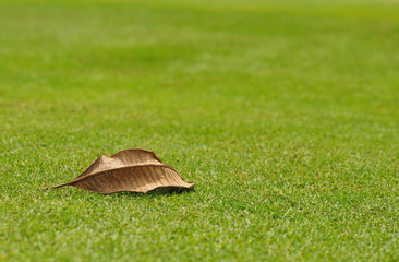 Dry leaf of frangipani tree on the blur background of green yard