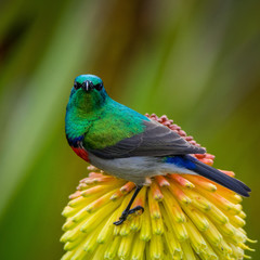 Southern Double-collared Sunbird