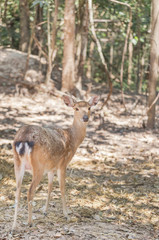young sika deers or spotted deers or Japanese deers (Cervus nippon) resting in natural          