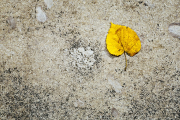 Yellow leaf on a stone background