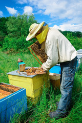 Apiary. The beekeeper works with bees near the hives. Apiculture.