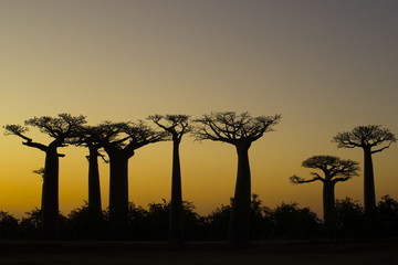 Baobab Baeume im Sonnenuntergang