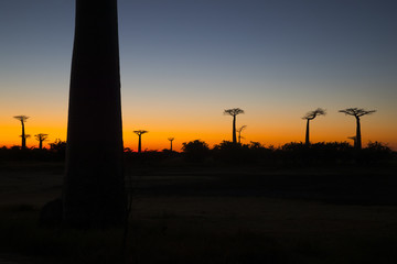 Naklejka premium Baobab Baeume im Sonnenuntergang