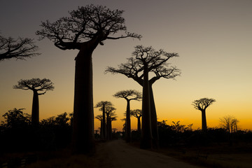 Fototapeta na wymiar Baobab Baeume im Sonnenuntergang