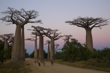Baobab Allee nach Sonnenuntergang