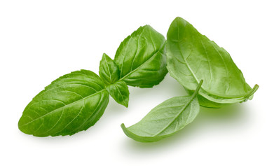 Basil