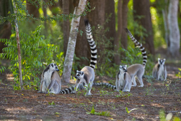 Kattas auf Nahrungssuche im Wald