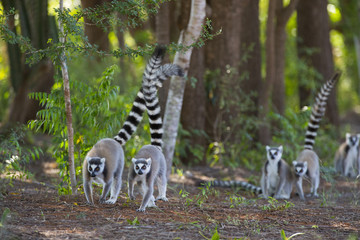 Kattas auf Nahrungssuche im Wald