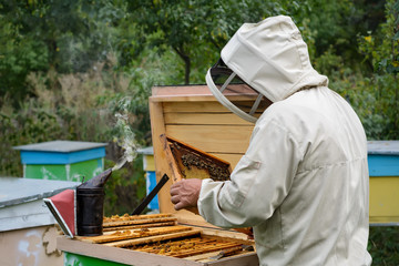 Apiary. The beekeeper works with bees near the hives. Apiculture.