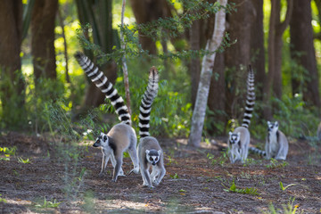 Kattas auf Nahrungssuche im Wald
