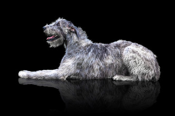 Big grey dog lies isolated on black background. Irish Wolfhound