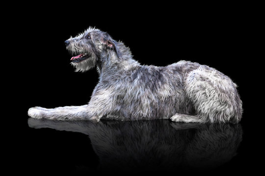 Big grey dog lies isolated on black background. Irish Wolfhound