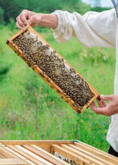 Honeycomb with bees is filled with fresh honey. Apiculture