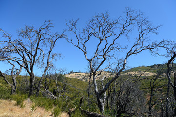 Fototapeta na wymiar Dead trees in Mount Diablo State Park, California, United States