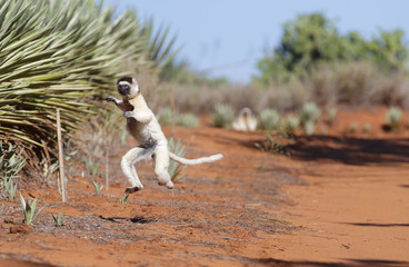 Larvensifaka huepft ueber den Sand