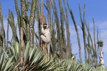 Larvensifaka klammert sich an einem Baum