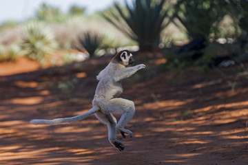 Larvensifaka klammert sich an einem Baum
