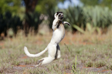 Larvensifaka huepft ueber das Grasland