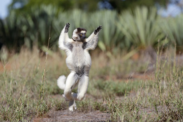 Larvensifaka huepft ueber das Grasland