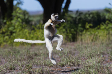 Larvensifaka huepft ueber das Grasland © aussieanouk