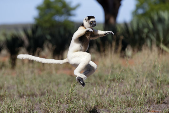 Larvensifaka huepft ueber das Grasland
