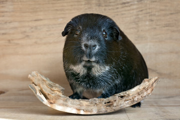 Meerschweinchen in Lohzeichnung (schwarz-weiß)