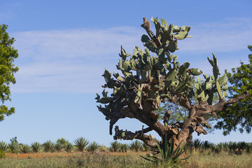 Katta sitzt auf einem Kakteenbaum