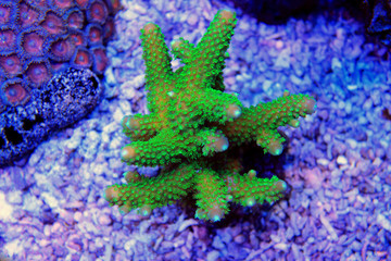 Fototapeta premium Green Acropora SPS coral 