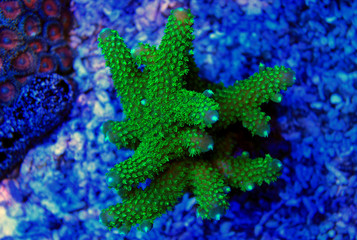 Fototapeta premium Green Acropora SPS coral under moonlight 
