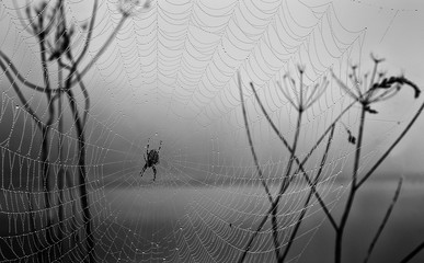 Mono the Spider