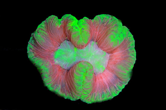 Open Brain LPS coral