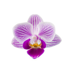 Fototapeta na wymiar Orchid isolated on white background. Beautiful indoor flowers close-up.