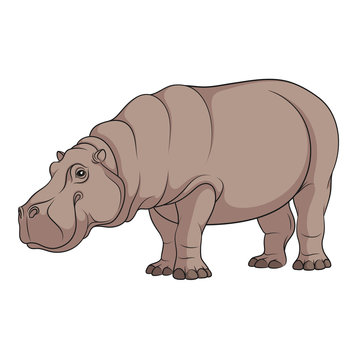Color illustration of a hippopotamus. Isolated vector object on white background.