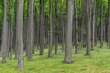 Green European deciduous forest in summer