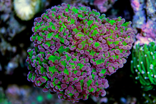 Frogspawn LPS coral