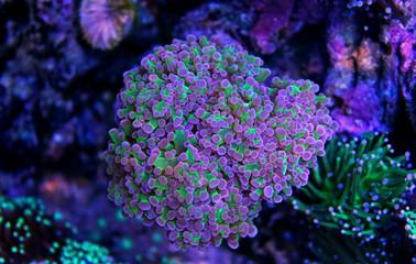 Frogspawn LPS coral