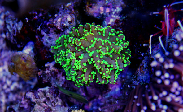 Frogspawn LPS coral