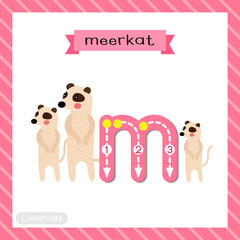 Letter M lowercase cute children colorful zoo and animals ABC alphabet tracing flashcard of Standing Meerkat family group for kids learning English vocabulary and handwriting vector illustration.
