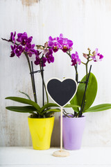 Two orchids (Phalaenopsis ) and heart